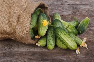 Okurka Parys semena - Cucumis sativus - 70 semen