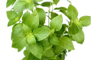 Bazsalikom Citromillatú - Ocimum basilicum citriodora - Élénk citrusos íz, amely feldob minden ételt! - Friss vetőmagok