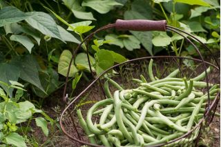 Buschbohne ‘Gracja’ Samen - Phaseolus vulgaris L. - 300 Samen -  