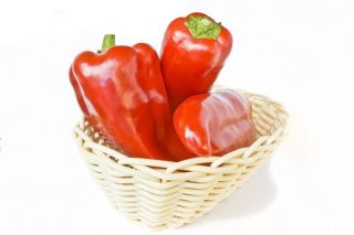 Hot Pepper Rokita seeds - Capsicum annuum - 68 seeds