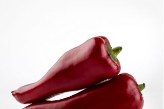 Hot Pepper Rokita seeds - Capsicum annuum - 68 seeds