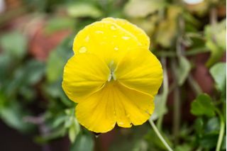 เมล็ดกะเทยยักษ์เหลือง - วิโอล่า x วิทเทอร์เซียน่า - 400 เมล็ด - Viola x wittrockiana 