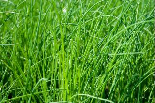 Chives - Pražská - Easy-Care Herb for Multiple Harvests - Fresh Seeds