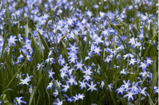 Gewöhnliche Sternhyazinthe - Chionodoxa luciliae - 10 Stück; Schneeglanz, Gewöhnlicher Schneestolz
