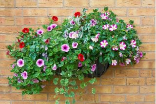 "Venezia" stil, veggmontert hengende blomsterkurv - 35 cm - 
