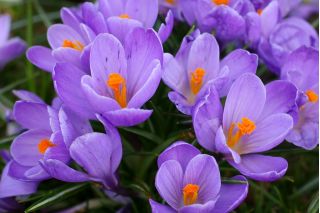 Crocus Grand Maitre - 10 bulbs