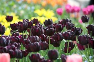 郁金香黑色英雄 - 郁金香黑色英雄 -  5个洋葱 - Tulipa Black Hero