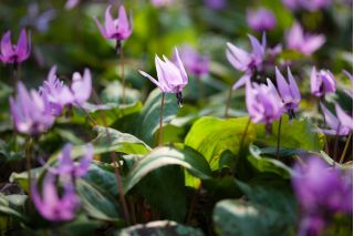 Erythronium - Purple King