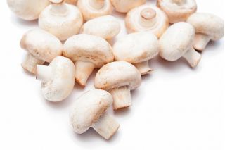 Ciupercă albă pentru cultivarea casei și grădinii - Agaricus bisporus