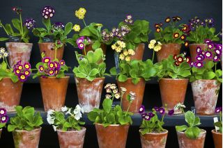 Garten-Aurikel - Primula x pubescens – 110 Samen