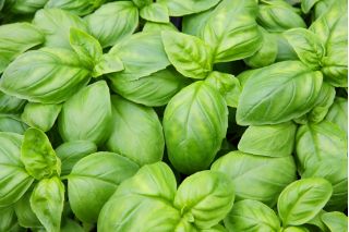 Albahaca - verde - BIO - 650 semillas - Ocimum basilicum