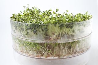 Sprouter with one tray