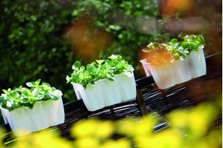 Cutie de balcon suspendată - Coroană - 40 cm - teracotă - 