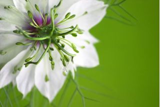 Nigella - Nigella sativa - Exotic Flavour with Hints of Nutmeg! - Fresh Seeds