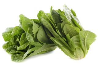 Salat Romaine - Parris Island Cos - grøn - 800 frø - Lactuca sativa L. var. longifolia