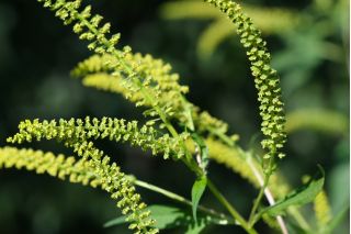 Semi di Goosefoot della quercia di Gerusalemme - Ambrosia mexicana