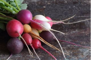 萝卜混合种子 -  Raphanus sativus  -  850种子 - Raphanus sativus L. - 種子