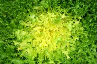 Endiviensamen (gemischt) - Cichorium endivia - 300 Samen - 
