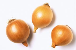 Vanlig løk - Polana - 1000 frø - Allium cepa L.