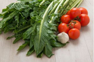 Cicoare "Spadona"; Radicchio - 2880 de semințe - Cichorium intybus ‘Spadona'