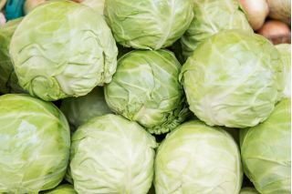 Weißkohl  'Pierwszy Zbiór - Erste Ernte' 