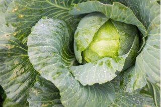 Weißkohl  'Pierwszy Zbiór - Erste Ernte' 