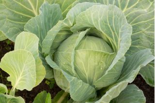 Weißkohl  'Pierwszy Zbiór - Erste Ernte' 