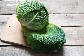 Kubis Savoy "Vertus 2" - 640 biji - Brassica oleracea var. sabauda 