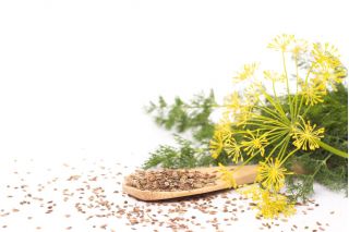 Kapor - Superducat - 2800 magok - Anethum graveolens L.