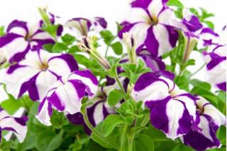 Petunia Star F2 - gemengd - 80 zaden - Petunia x hybrida pendula