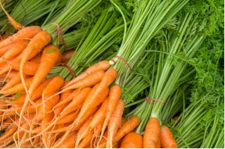 Gulrot - Berlikumer 2 - Perfection - Daucus carota