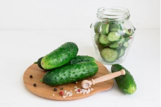 Cucumber "Odys F1" - for pickles - 110 seeds