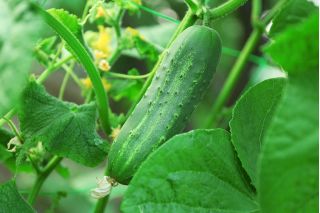 Cucumber "Odys F1" - for pickles - 110 seeds