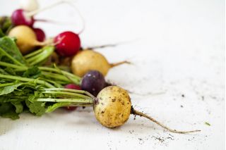 萝卜混合种子 -  Raphanus sativus  -  850种子 - Raphanus sativus L. - 種子