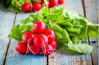 Radish "Rowa" - 425 de semințe - Raphanus sativus L.