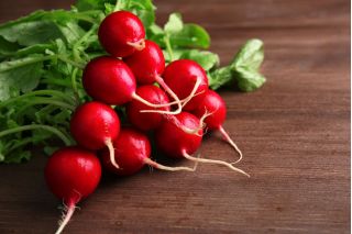 Radish "Rowa" - 425 de semințe - Raphanus sativus L.