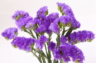 Limonka chobotnatá - levandulová - Limonium sinuatum - Elegantní fialové květy, vhodné k sušení i čerstvému řezu - Čerstvá semena