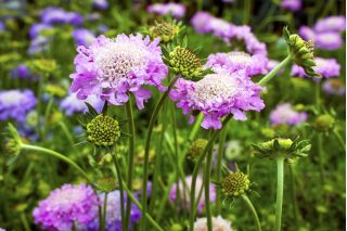 ดอกไม้ Scabiosa ปักดอกไม้ผสมสี 110 เมล็ด - Scabiosa atropurpurea