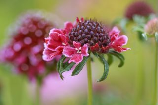 ดอกไม้ Scabiosa ปักดอกไม้ผสมสี 110 เมล็ด - Scabiosa atropurpurea