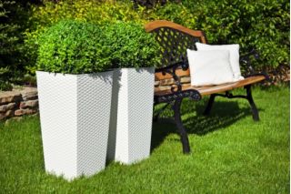 Quadratischer Blumentopf mit Einsatz - Finezja Rattan - 19 cm - Weiß - 