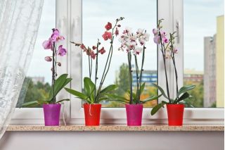 Orchidea virágcserép - Orchidea - 12,5 cm - átlátszó piros - 