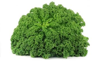 Kale - Kadet - Tall, Curled, Frost-Hardy Leaves - Fresh Seeds