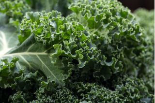 Kale - Kadet - Tall, Curled, Frost-Hardy Leaves - Fresh Seeds