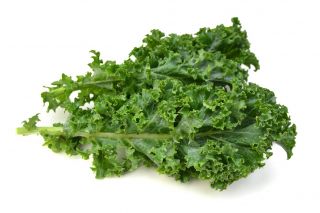 Kale "Corporal" - matala kasvava tummanvihreä, kiiltävät lehdet - 300 siementä - Brassica oleracea convar. acephala var. Sabellica - siemenet