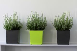 Vierkante bloempot - Juka - 30 cm - Antraciet - 