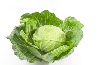 白キャベツ「ファンタジー」 - 屋外および保護カバーの下での栽培用 - Brassica oleracea convar. capitata var. alba - シーズ