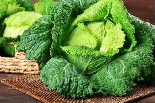 Savojská kapusta "Mira Polana" - bez náznaku horkosti - 325 semien - Brassica oleracea var. sabauda  - semená