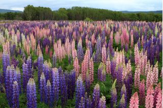 Lupinus Mix - cibule / hlíza / kořen