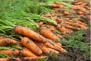Carrot "Rumba" - medium early, sweet, vividly orange variety - 2550 seeds