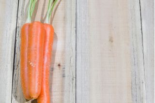 Carrot "Rumba" - medium early, sweet, vividly orange variety - 2550 seeds